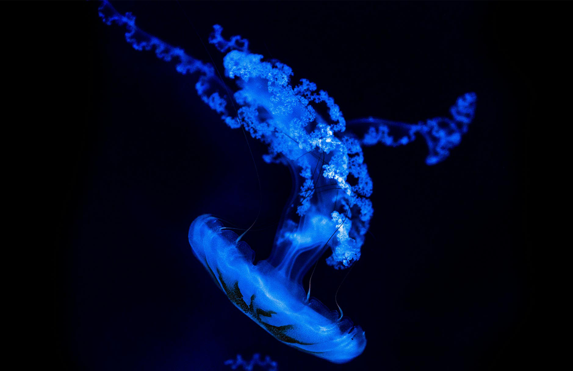 Photographie de méduses